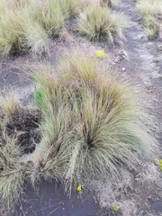 Festuca tolucensis