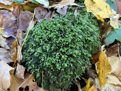 Thamnobryum