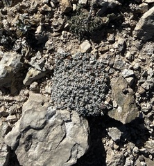 Eriogonum soredium