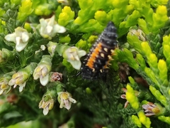 Harmonia axyridis