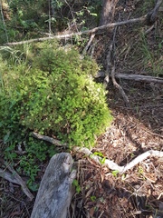 Acrotriche aggregata