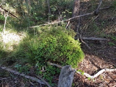 Acrotriche aggregata
