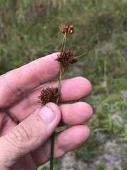 Rhynchospora ciliaris