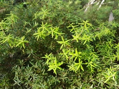 Acrotriche aggregata