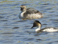 Podiceps occipitalis