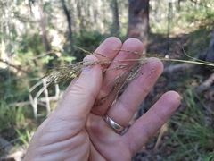 Capillipedium spicigerum