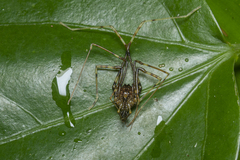 Gonyleptidae