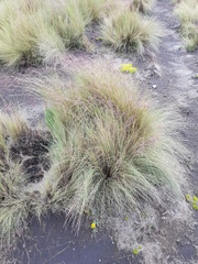 Festuca tolucensis
