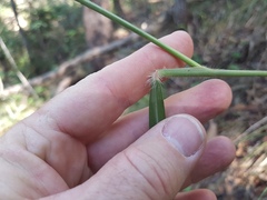 Capillipedium spicigerum