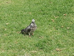 Columba livia