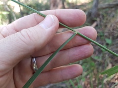 Capillipedium spicigerum