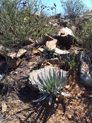 Dudleya ingens