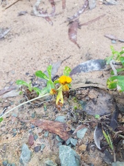 Chrysocephalum apiculatum