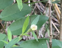 Aeschynomene americana