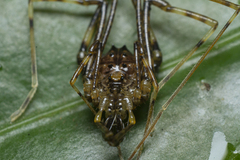 Gonyleptidae
