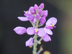 Comesperma virgatum