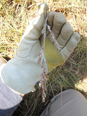 Eragrostis secundiflora