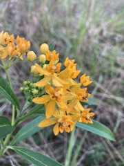 Asclepias