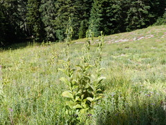 Veratrum viride eschscholtzianum