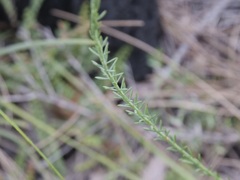 Comesperma virgatum