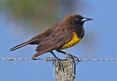 Pseudoleistes virescens