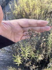 Gutierrezia sarothrae