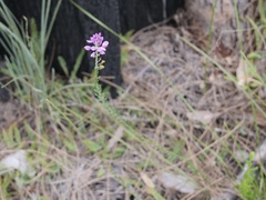 Comesperma virgatum