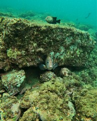 Stegastes acapulcoensis