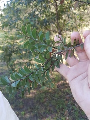 Acacia lunata
