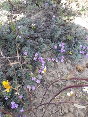 Glandularia wrightii