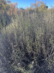 Gutierrezia sarothrae