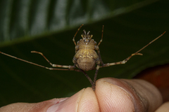 Gonyleptidae