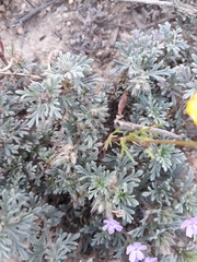 Glandularia wrightii