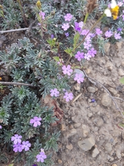 Glandularia wrightii