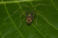 Gonyleptidae