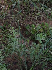 Haloragis heterophylla