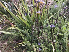 Dianella