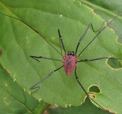 Leiobunum calcar