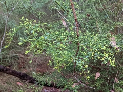 Everistia vacciniifolia