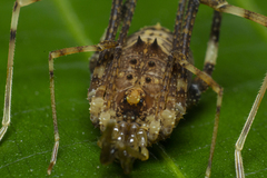 Gonyleptidae