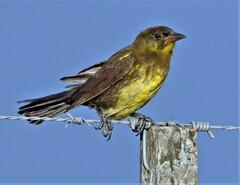 Pseudoleistes virescens