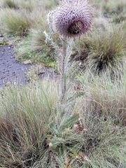 Cirsium nivale