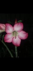 Adenium