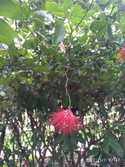 Calliandra tergemina