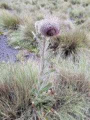 Cirsium nivale