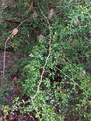 Everistia vacciniifolia