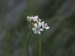Burchardia umbellata