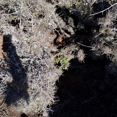 Crotalus ruber ruber