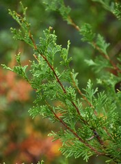 Chamaecyparis thyoides