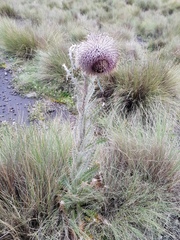 Cirsium nivale